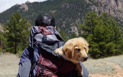 Useful Tips for Traveling with Your Pets