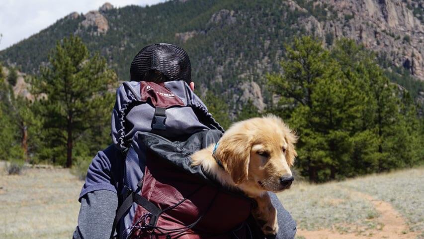 Useful Tips for Traveling with Your Pets